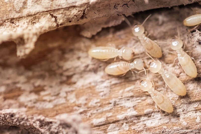 Produit 3 en 1 insecticide anti-termite fongicide tous usages pour l'élimination des termites et des larves mangeurs de bois