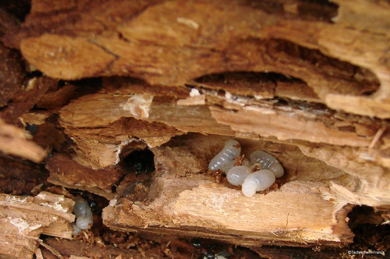 Fongicide tous usages prêt à l'emploi pour le traitement des termites, des insectes mangeurs de bois et de leurs larves