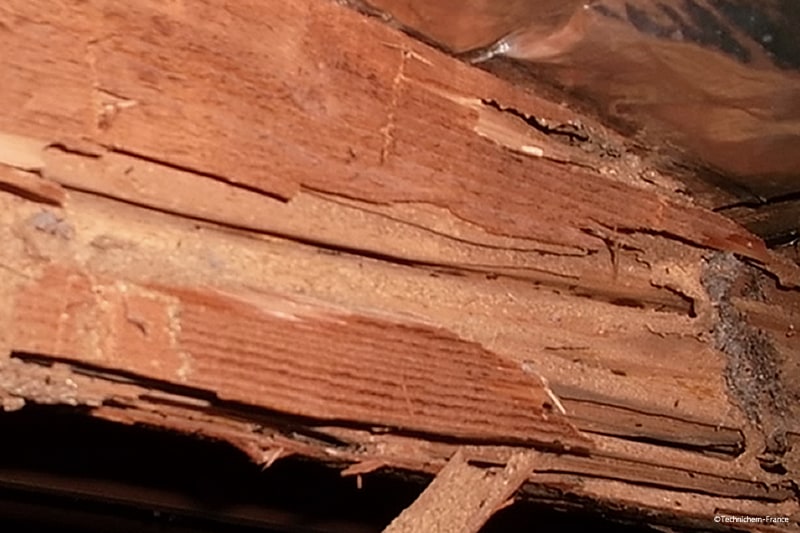 Dégâts conséquents des bois rongés par les insectes mangeurs de bois comme les termites