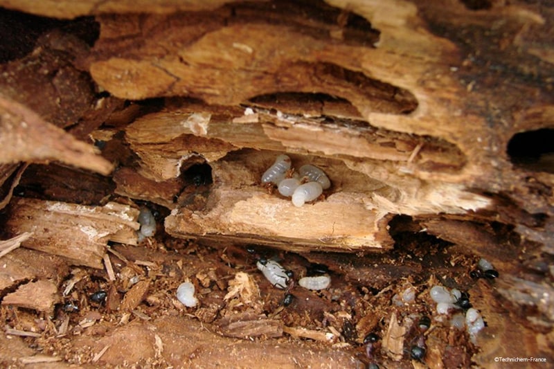 Produit fongicide insecticide avec certibiocide contre les larves des termites et autres insectes xylophages