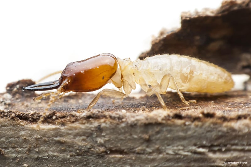 Produit insecticide certibiocide solution anti-termites et insectes mangeur de bois
