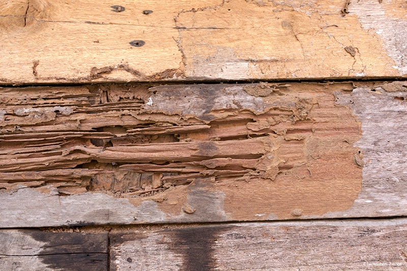 Traitement insecticide avec certibiocide anti-termite pour la protection des bois de construction intérieur