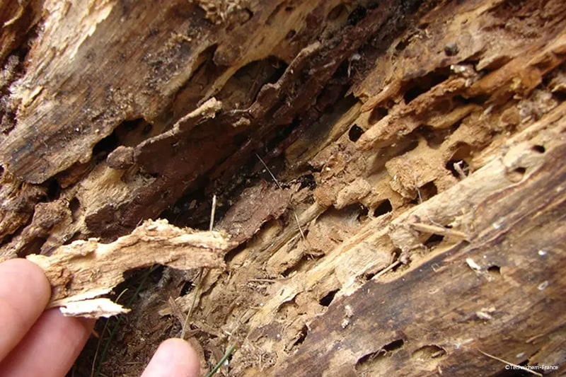 Dégâts conséquents des bois rongés par les termites et insectes mangeurs de bois