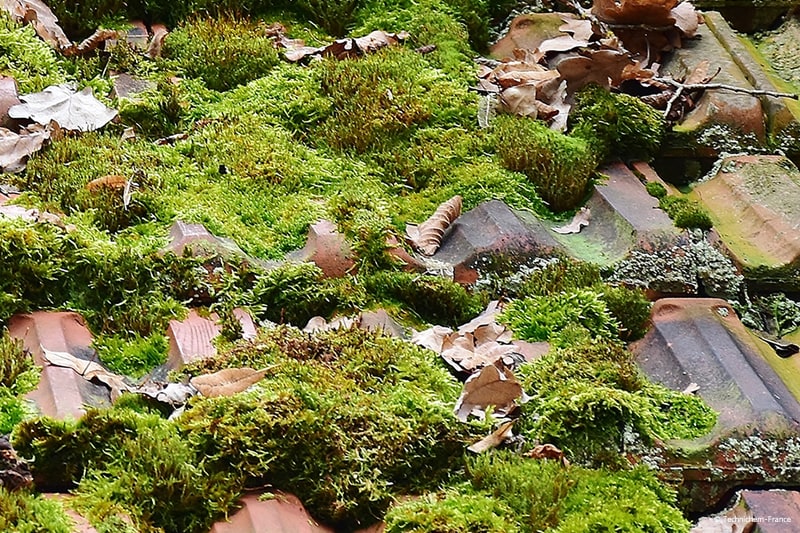 Décapant nettoyant pour l'élimination rapide des mousse, algues et lichens