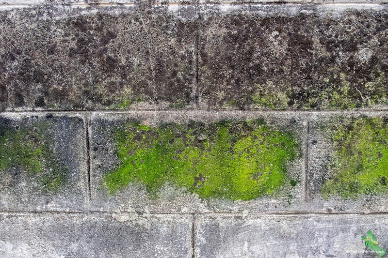 Nettoyant mur - Puissant nettoyant élimine rapidement les taches vertes et noires