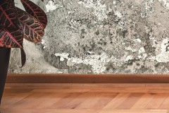 mur interieur humide moisissures a traiter contre humidite remontees capillaires
