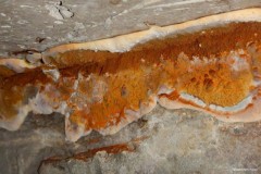 presence champignon merule pleureuse plafond mur beton