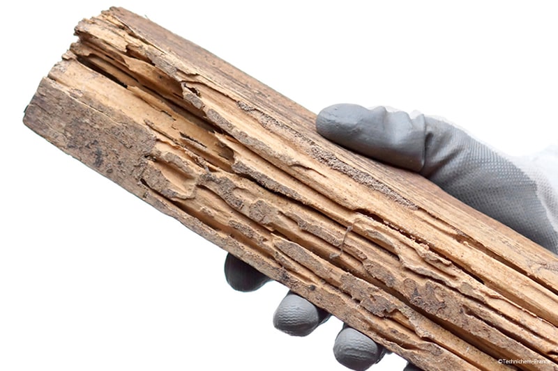 Dégâts conséquents de la cellulose des bois rongée par les insectes mangeurs de bois comme les termites