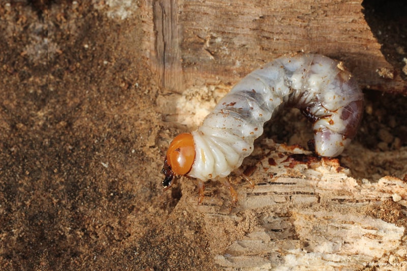 Larves de termites destructeurs de bois - Solution curative insecticide certibiocide