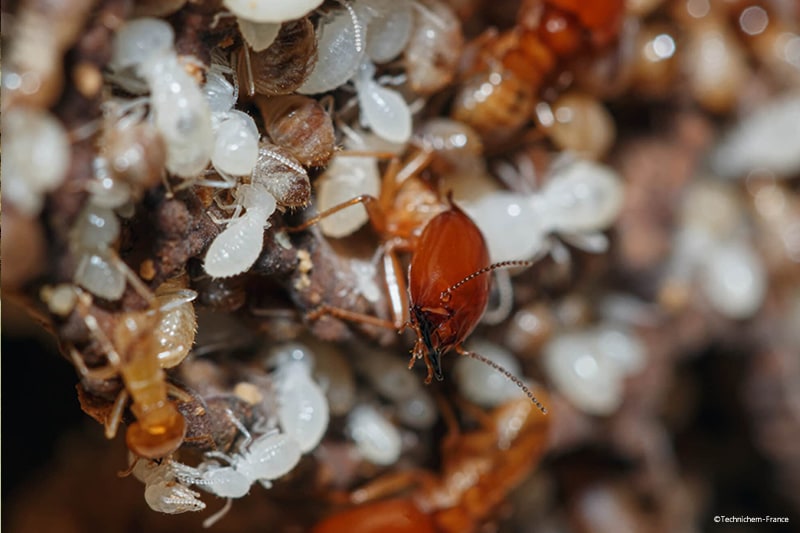 Produit insecticide anti-termite tous usages sans certibiocide traitement curatif contre les termites et leurs larves