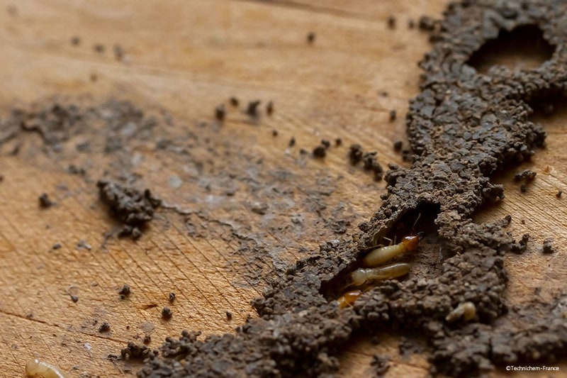Gel insecticide certibiocide solution anti-termites et insectes mangeur de bois