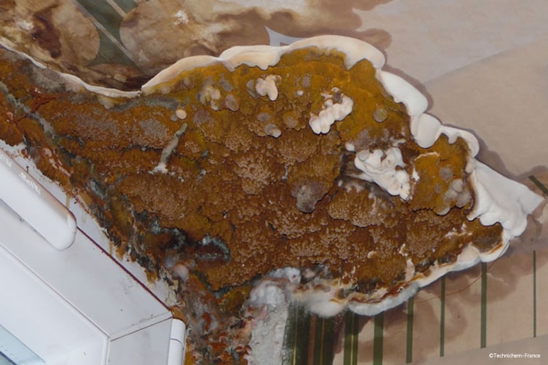 Traitement curatif contre le champignon mérule sur un plafond en bois