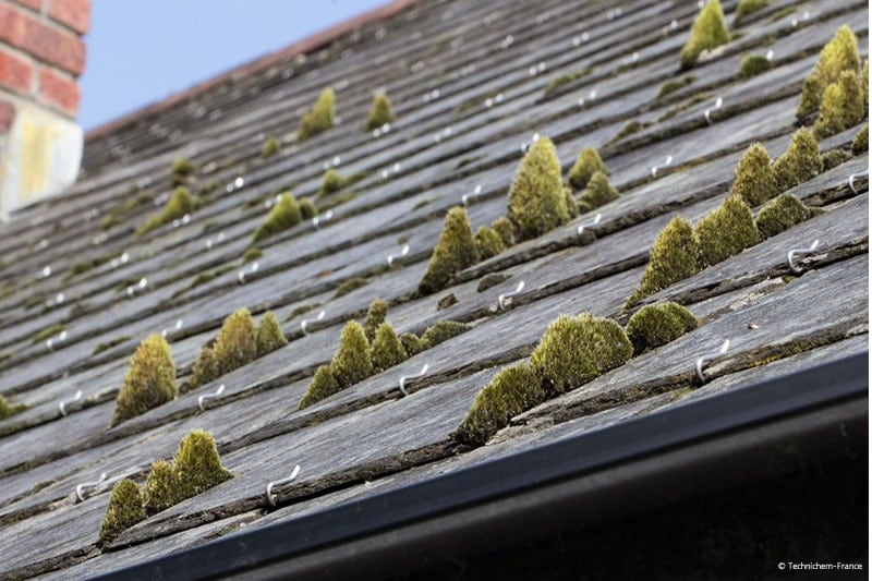Présence de mousse et lichens sur toitures en ardoises naturelles